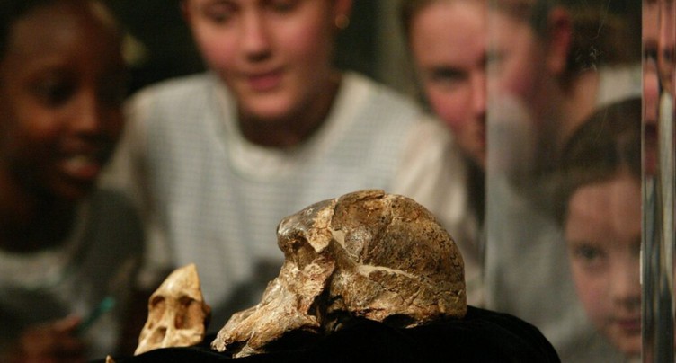 L'australopithèque « Madame Ples », cousine sud-africaine de Lucy