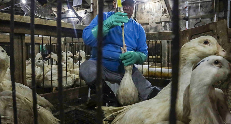 Importation de foie gras et fourrures: mettre fin à « l'hypocrisie »