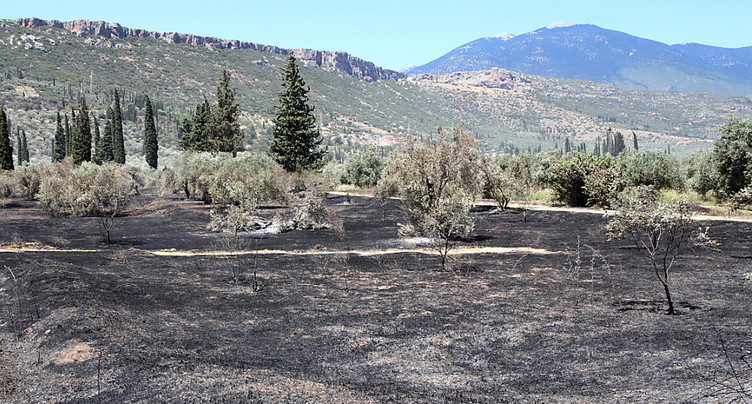 Un feu de forêt menace une grande oliveraie dans le centre du pays