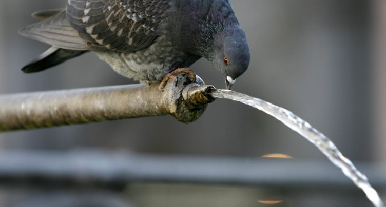 Prolifération des pigeons à Delémont: un drone pour les gérer