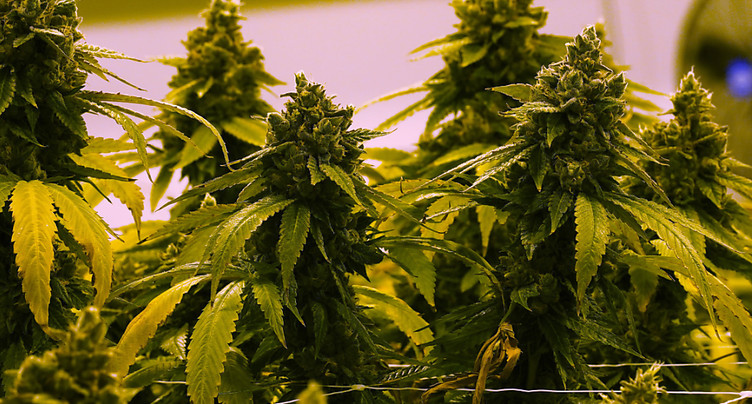 La police saisit six tonnes de cannabis, un record selon elle