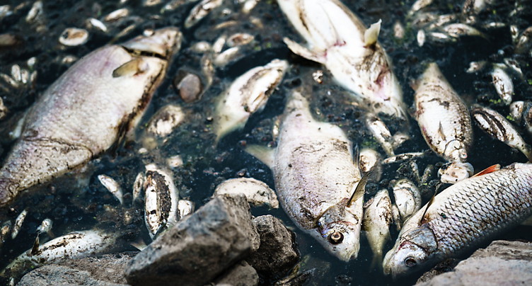 Tonnes de poissons morts dans l'Oder: la cause reste inconnue