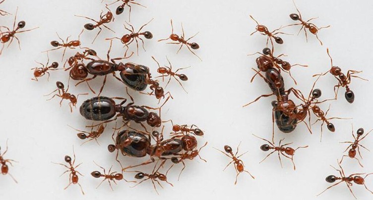 L’apparition du supergène des fourmis de feu décortiquée