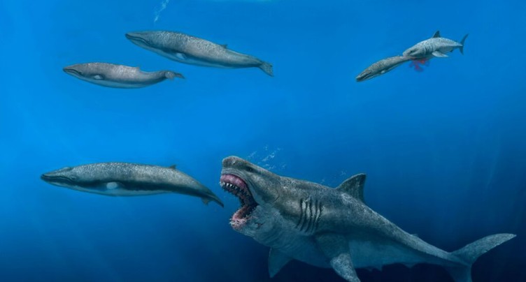 Un requin géant « mégalodon » reconstitué en 3D par des chercheurs