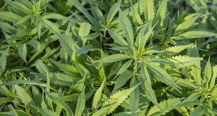 Vente légale de cannabis en pharmacie dès le 15 septembre à Bâle