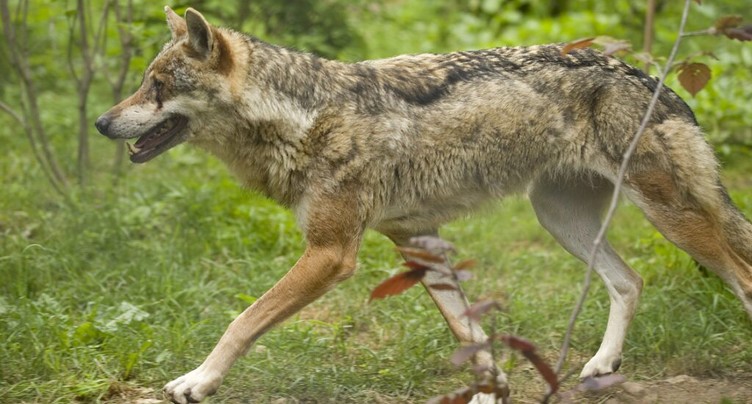 Marchairuz: l'un des deux loups mis à mort n'était pas de la meute