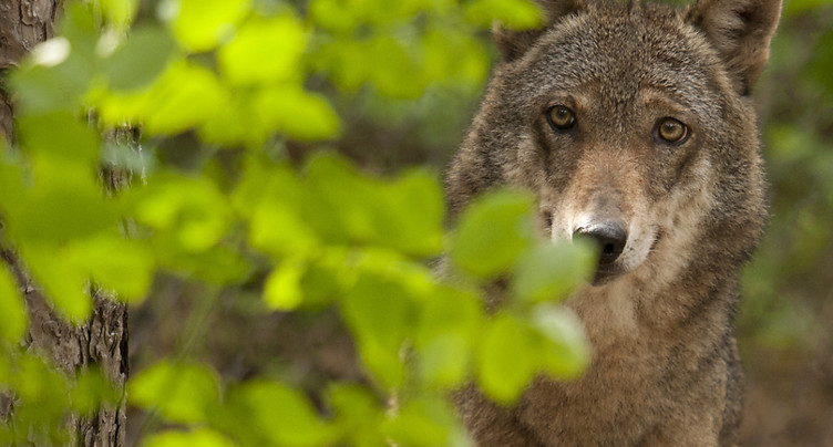 Berne dépense 500'000 francs par an pour surveiller les loups