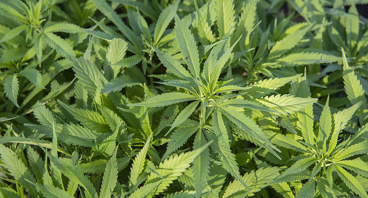 Genève veut lancer un essai pilote de vente régulée de cannabis
