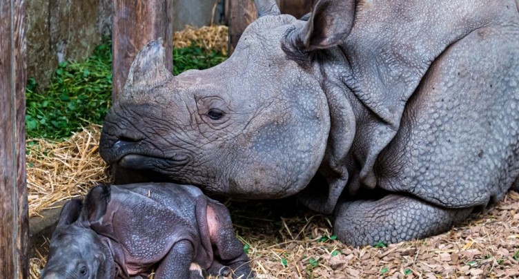 Naissance d'un rhinocéros au zoo de Bâle