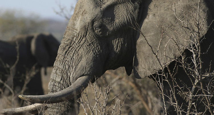 Mort d'une éléphante qui avait survécu cinq fois à des braconniers