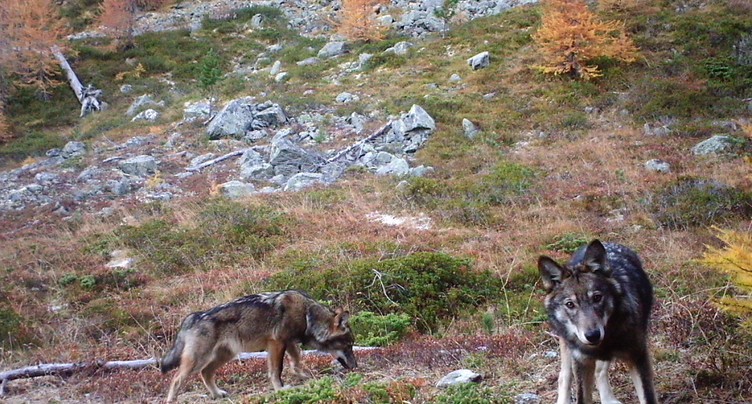 Canton de Berne: une initiative veut réguler la population de loups