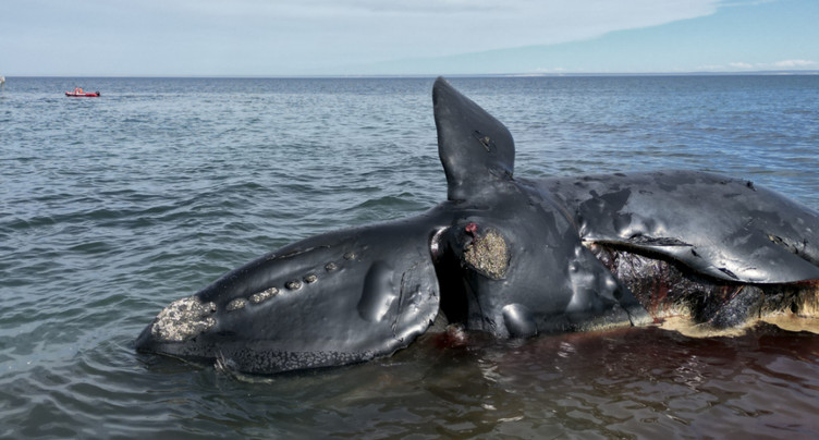 Morts en série de baleines australes, une micro-algue suspectée