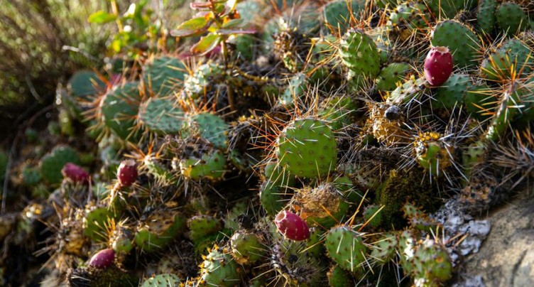 Cactus envahissants: la commune de Fully préoccupée