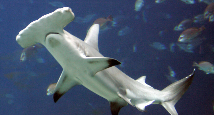 Décision « historique » en faveur de la protection des requins