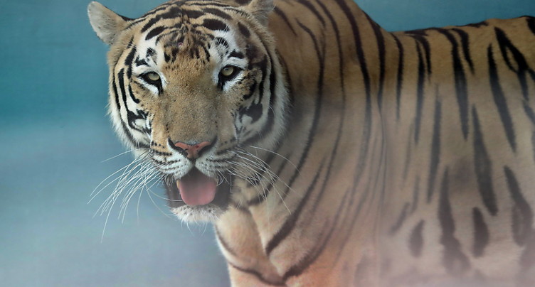 Un dresseur condamné pour maltraitances: ses tigres retirés