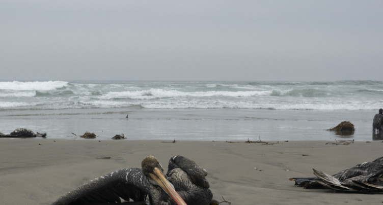 Grippe aviaire: 14'000 oiseaux marins retrouvés morts au Pérou