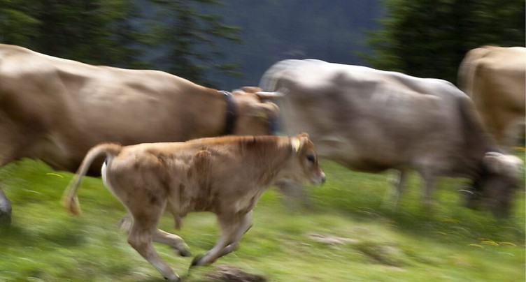 La rocambolesque fugue d'un troupeau de vaches amuse le Québec
