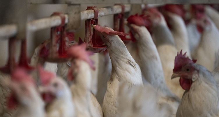 Grippe aviaire: la France fait le vide dans de nombreux élevages