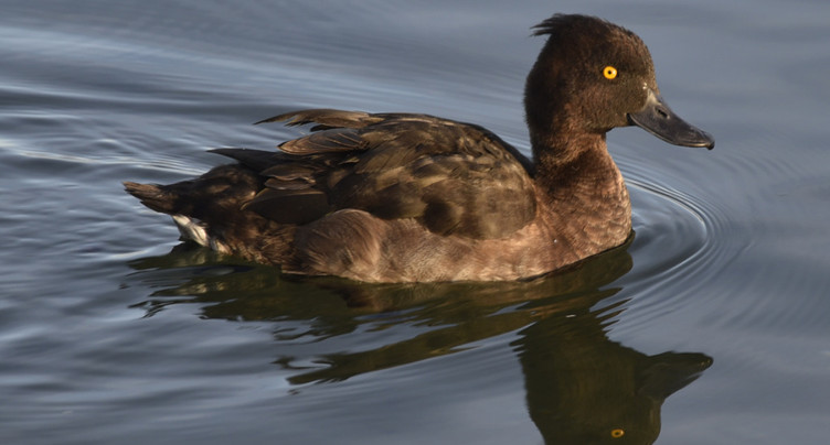 Près de 80'000 oiseaux recensés sur les lacs de Neuchâtel et Morat