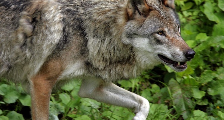 Vaud tire un quatrième loup dans le Jura vaudois