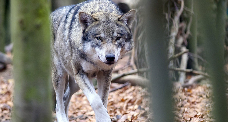 Adaptation des possibilités de preuve pour tuer un loup dominant