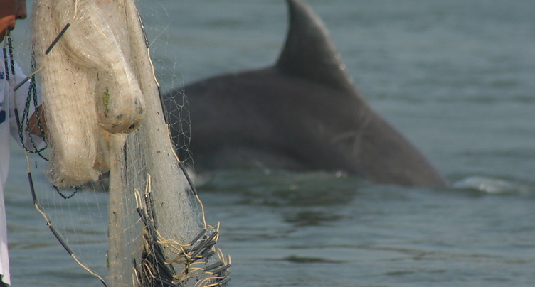 Au Brésil, dauphins et humains coopèrent pour la pêche