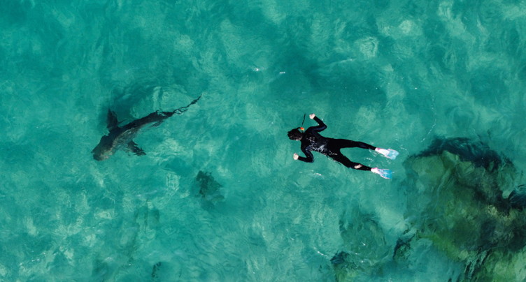 Une adolescente tuée par un requin en Australie