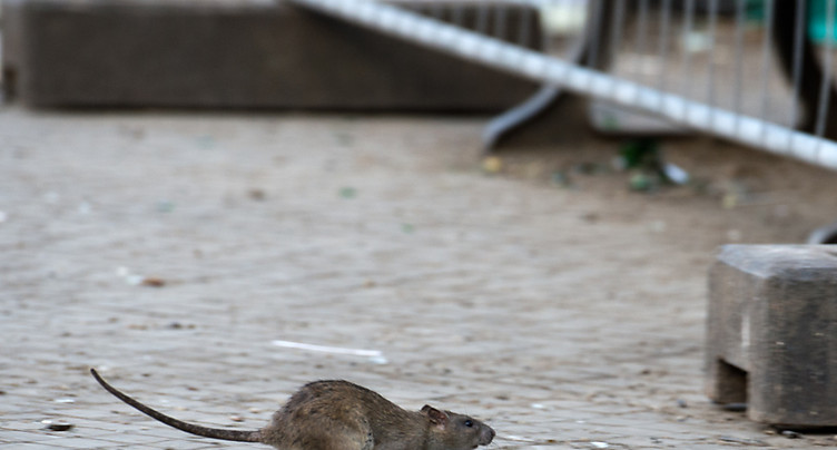 Une femme vivait avec 800 rats dans sa maison
