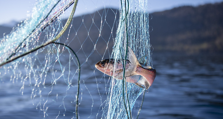Plus de la moitié des espèces de poissons en Suisse sont menacées