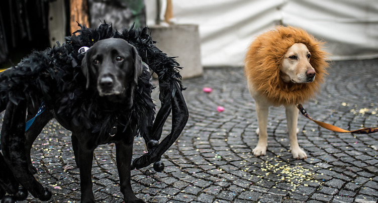 Le carnaval n'est pas forcément amusant pour les chiens