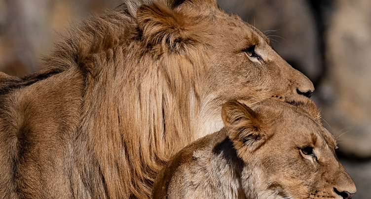 La faune sauvage a prospéré - Lions et chimpanzés restent menacés