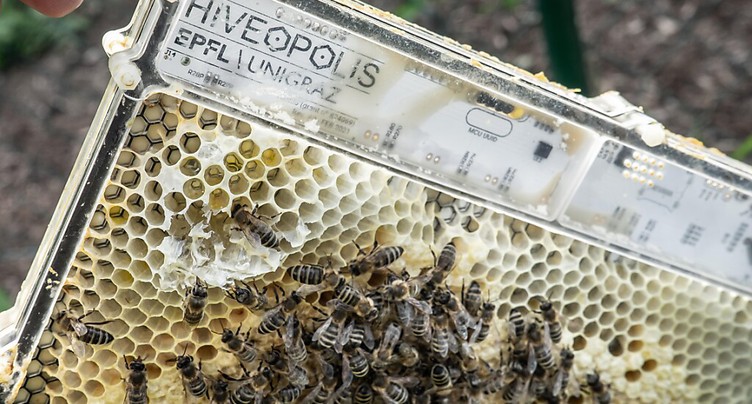 EPFL: un système robotique pour mieux étudier les abeilles