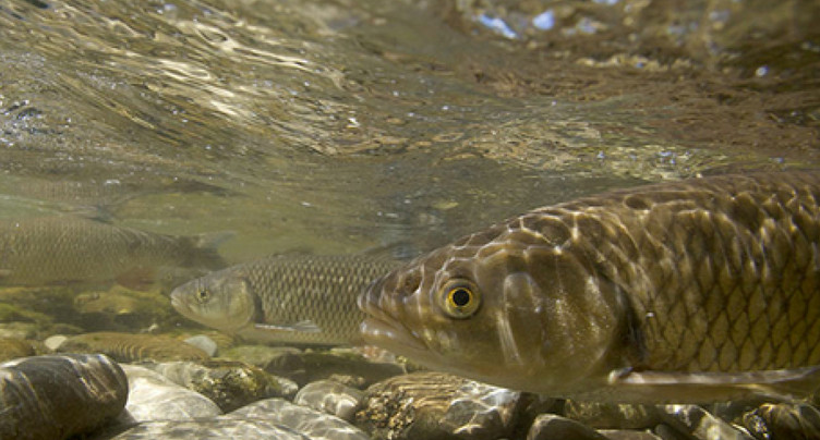 Eawag: faible diversité de poissons dans la plupart des cours d'eau