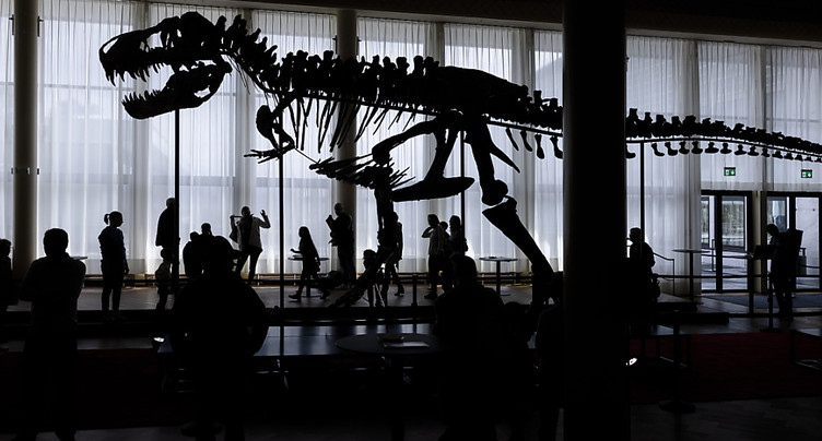 Le squelette composite d'un tyrannosaure rex mis en vente à Zurich