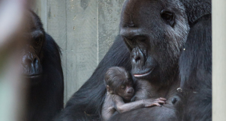 La femelle gorille Faddama meurt d'une infection au zoo de Bâle