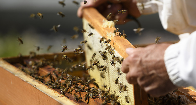 Les abeilles suisses ont mieux surmonté l'hiver que l'an dernier