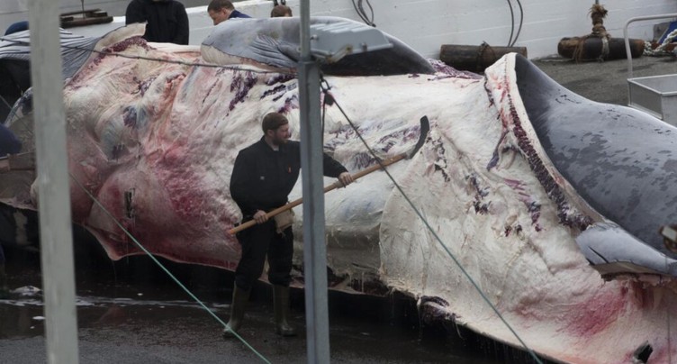 L'opposition à la chasse à la baleine augmente en Islande