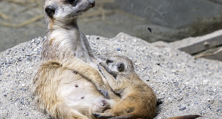 Un suricate est né au Bioparc Genève, une première dans le canton