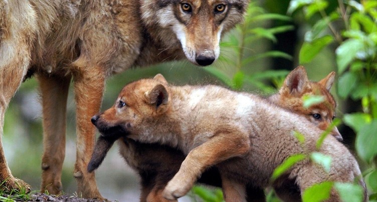 Les défenseurs du loup exigent un nouveau texte et d'être consultés