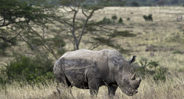 Le nombre de rhinocéros augmente en Afrique, selon une ONG