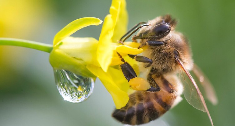 Toutes les colonies d'abeilles sont malades, avertit un spécialiste