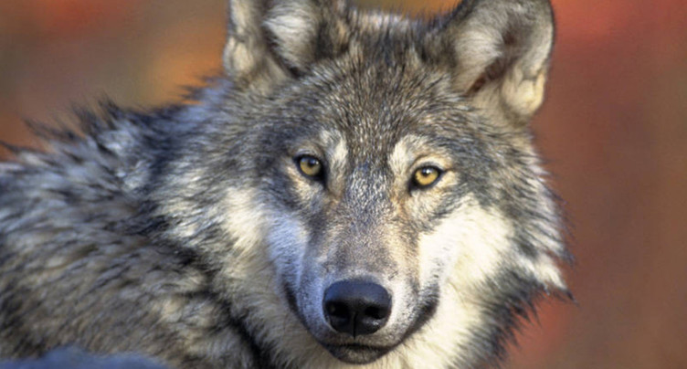 Des scientifiques tessinois testent des colliers anti-loups