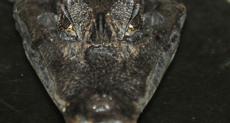 Le corps d'une femme dans la gueule d'un alligator en Floride