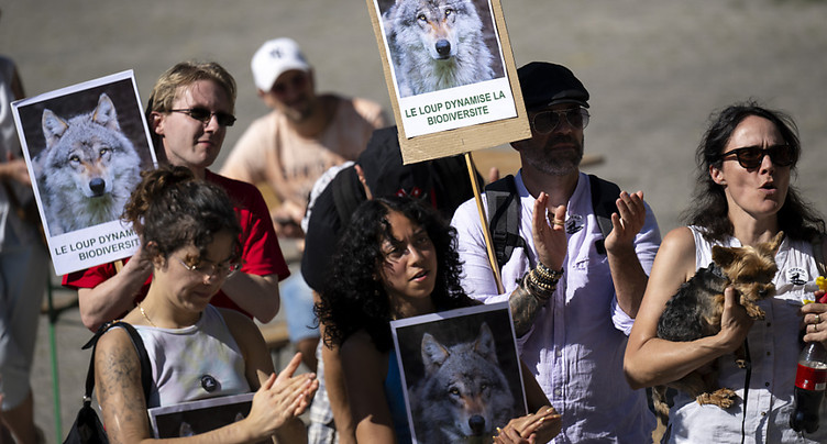 Une pétition contre le tir des loups déposée avec 47'000 signatures