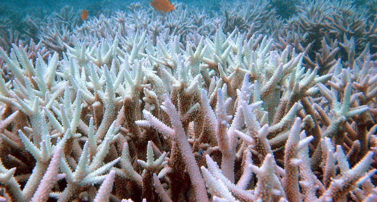 Engagement de 12 milliards de dollars pour sauver le corail