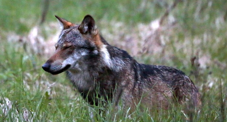 Les cantons pourront réguler les meutes de loups à titre préventif
