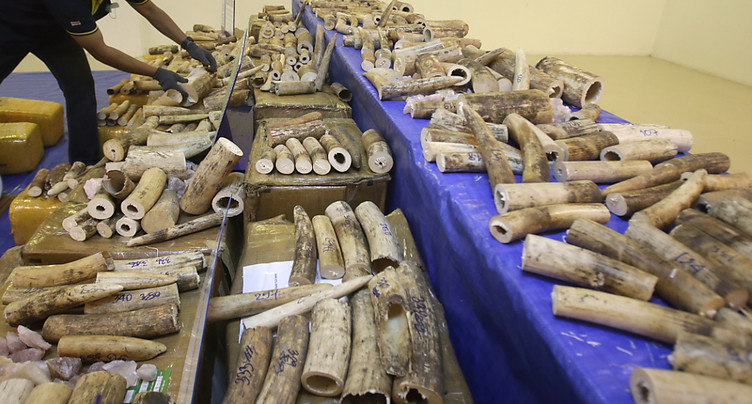 Près de deux tonnes d'ivoire d'éléphants détruites à Reims