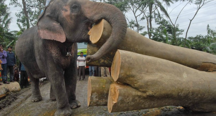 La justice bangladaise interdit l'adoption d'éléphants sauvages