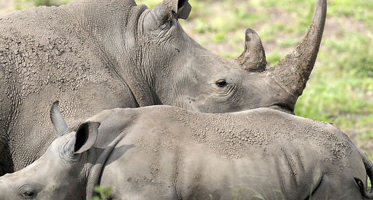 Près de 500 rhinocéros victimes d'un braconnage en hausse en 2023