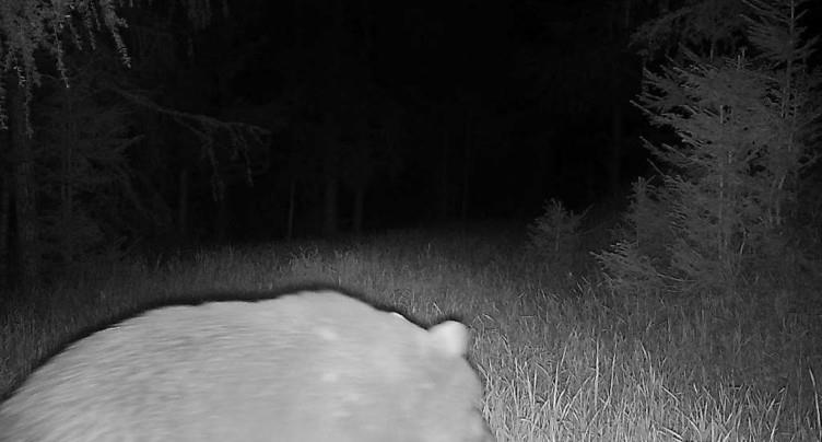 Un ours fait un véritable tour des Grisons depuis la mi-mai